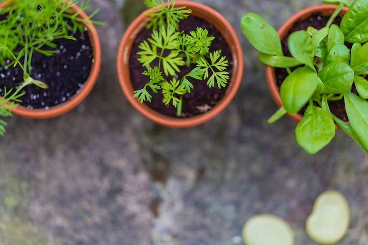 2-herbs-in-planters