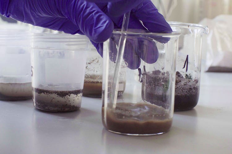 Two hands wearing purple nitrile gloves mix a soil sample in a glass beaker