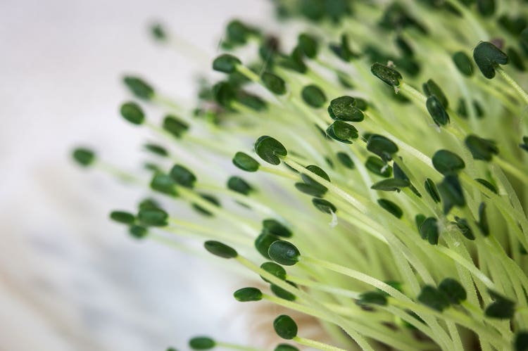 Closeup of vibrant green chia seed sprouts